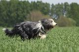 BEARDED COLLIE 254